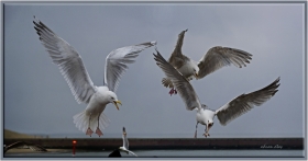 Kuzey gümüş martı - Larus argentatus - European Herring Gull (Lahey, Den Haag 2012))