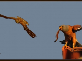 Küçük kerkenez - Lesser kestrel - Falco naumanni (Ankara 2010) 1