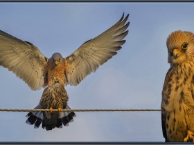 Küçük kerkenez - Lesser kestrel - Falco naumanni (Ankara 2012) 1