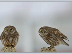 Kukumav - Little owl - Athene noctua (Ankara 2012)