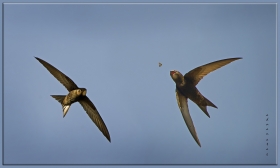 + Ebabil - Apus apus - Common Swift (Ankara 2013)