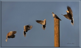 -Kumru - Streptopelia decaocto - Eurasian Collared Dove (Ankara 2012)