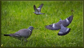 + Tahtalı güvercin - Columba palumbus - Common Wood Pigeon (Amsterdam 2012)