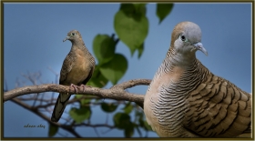 -Uysal kumru - Geopelia placida - Peaceful dove - (Kuala Lumpur 2013)