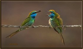 Küçük yeşil arıkuşu - Merops orientalis - Little green bee-eater (Jizan 2014) 2