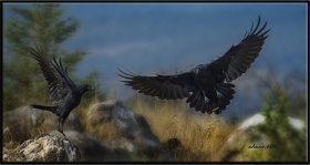 +Kuzgun - Corvus corax - Northern Raven (Dörtdivan, Bolu 2014) 1