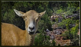 Anadolu yaban koyunu - Ovis gmelini anatolica (Nallıhan 2012) 2
