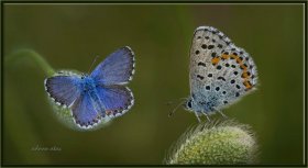Bavius mavisi - Rubrapterus bavius - Bavius Blue (Ankara 2015)