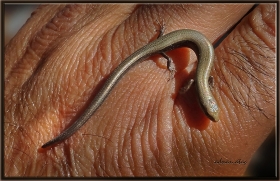 İnce kertenkele (Avrupa bakır kertenkelesi) - Ablepharus kitaibelii (Ankara 2012)