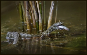 Su yılanı - Natrix tessellata (Ankara 2013) Balık yerken