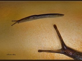 Bahçe sümüklüböceği - Deroceras reticulatum - Garden slug (Bodrum 2014)