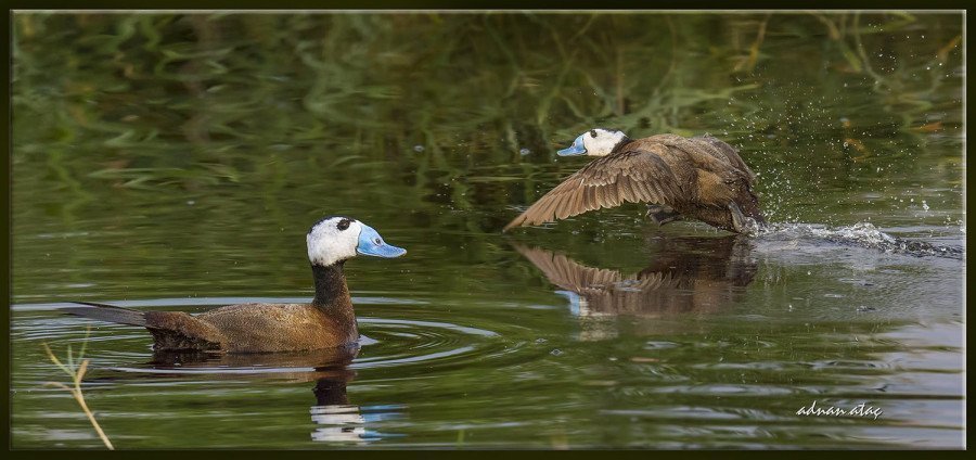 Dikkuyruk-White-headed-Duck-Oxyura-leucocephala-Ankara-2015-5