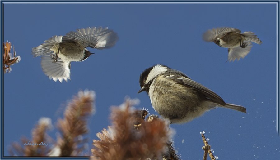 Çam baştankarası - Periparus ater - Coal Tit (Abant 2012)k
