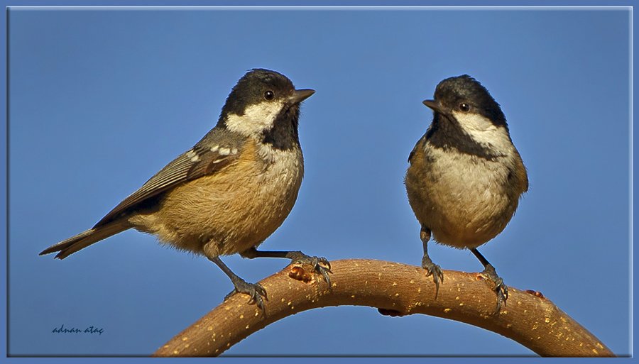 Çam baştankarası - Periparus ater - Coal Tit (Bursa 2012)