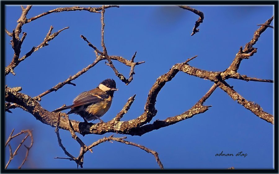 Çam baştankarası - Periparus ater - Coal Tit (Kemaliye 2010)