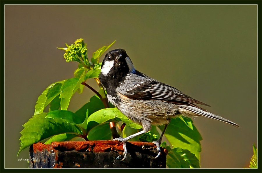 Çam baştankarası - Periparus ater - Coal Tit (Ölüdeniz 2010)