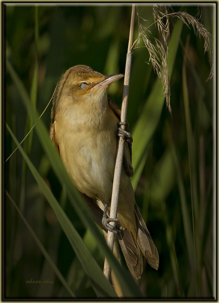 Büyük Kamışcın - Acrocephalus arundinaceus - Great Reed Warbler (Gölbaşı 2011)