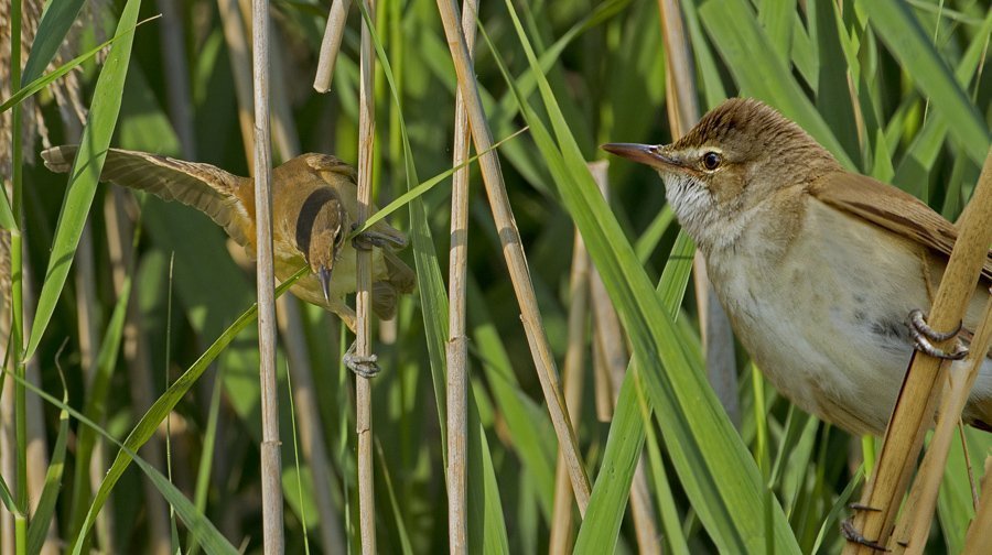 Büyük Kamışcın - Acrocephalus arundinaceus - Great Reed Warbler (Gölbaşı 2011)