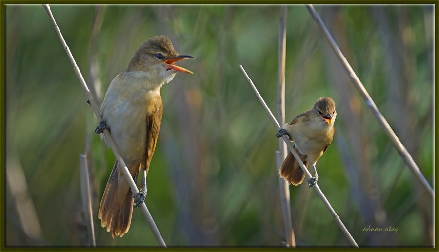 Büyük Kamışcın - Acrocephalus arundinaceus - Great Reed Warbler (Gölbaşı 2012)