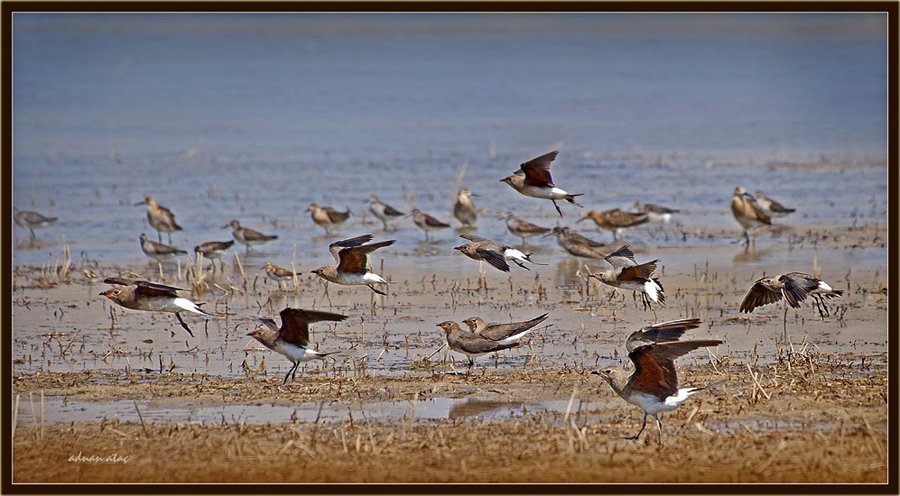 Bataklık kırlangıcı - Glareola pratincola - Collared Pratincole (Gölbaşı 2010)