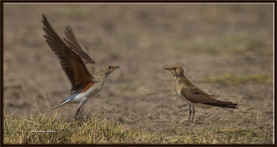 Bataklık kırlangıcı - Glareola pratincola - Collared Pratincole (Gölbaşı 2014)