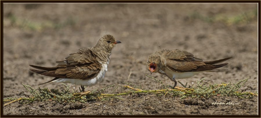 Bataklık kırlangıcı - Glareola pratincola - Collared Pratincole (Gölbaşı 2014)