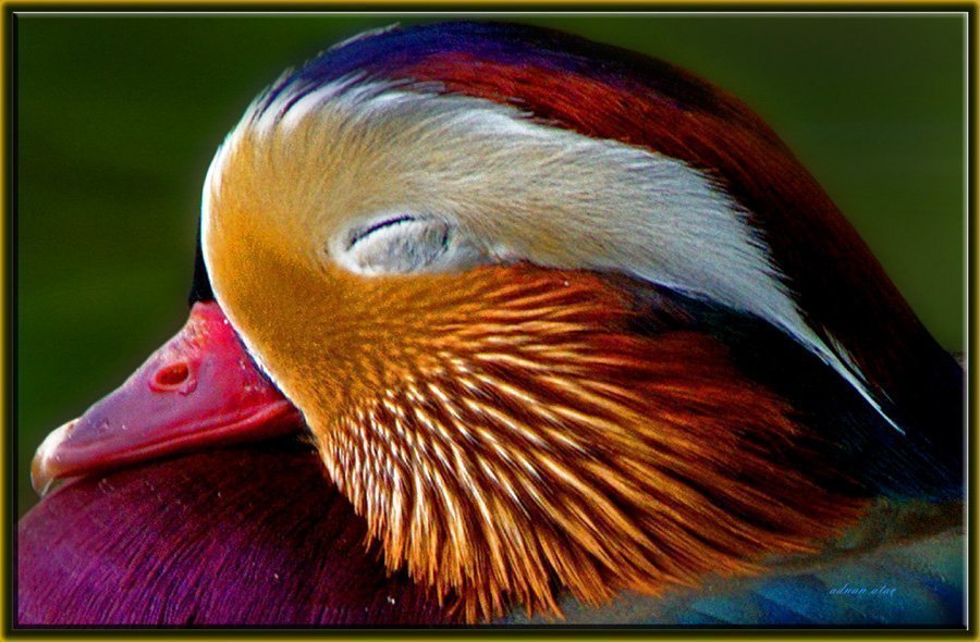 Mandarinler Prof Dr Adnan Atac